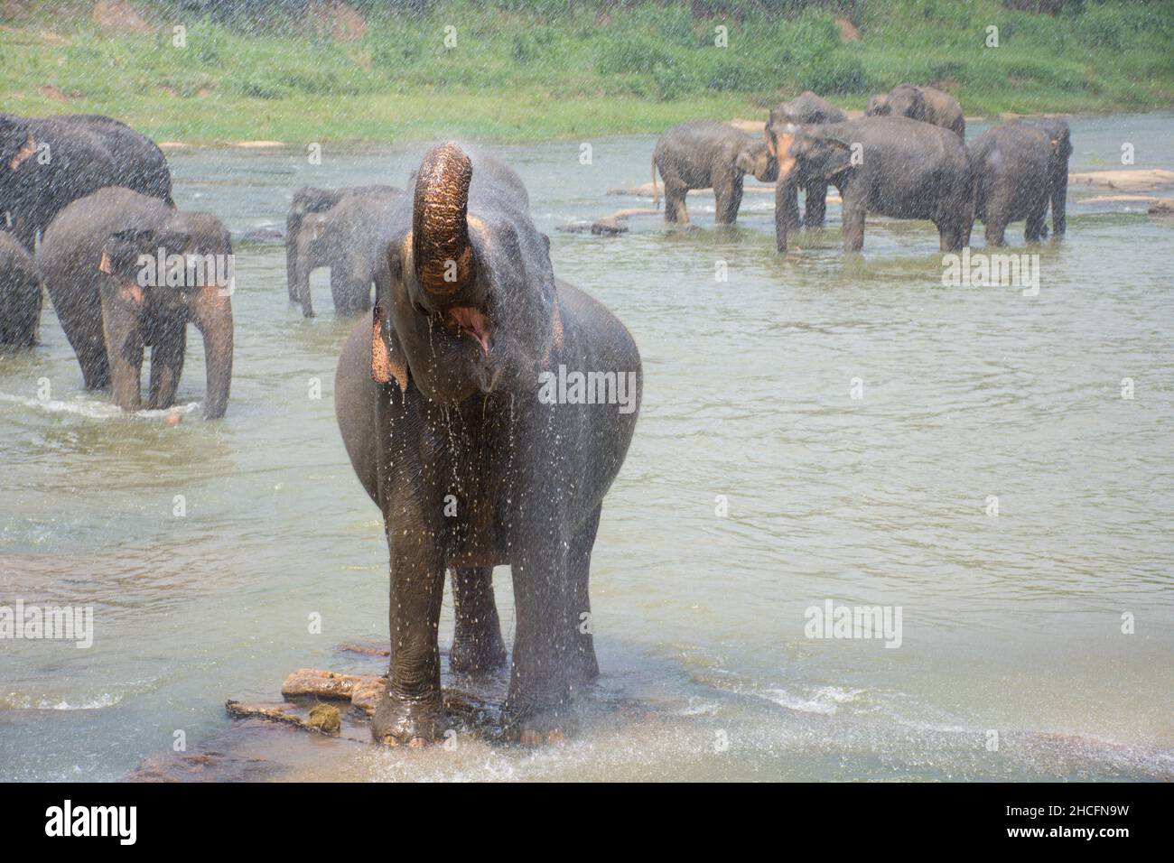 Primo piano di elefanti in un laghetto in una casa orfana di elefanti, Kandy, Sri Lanka Foto Stock