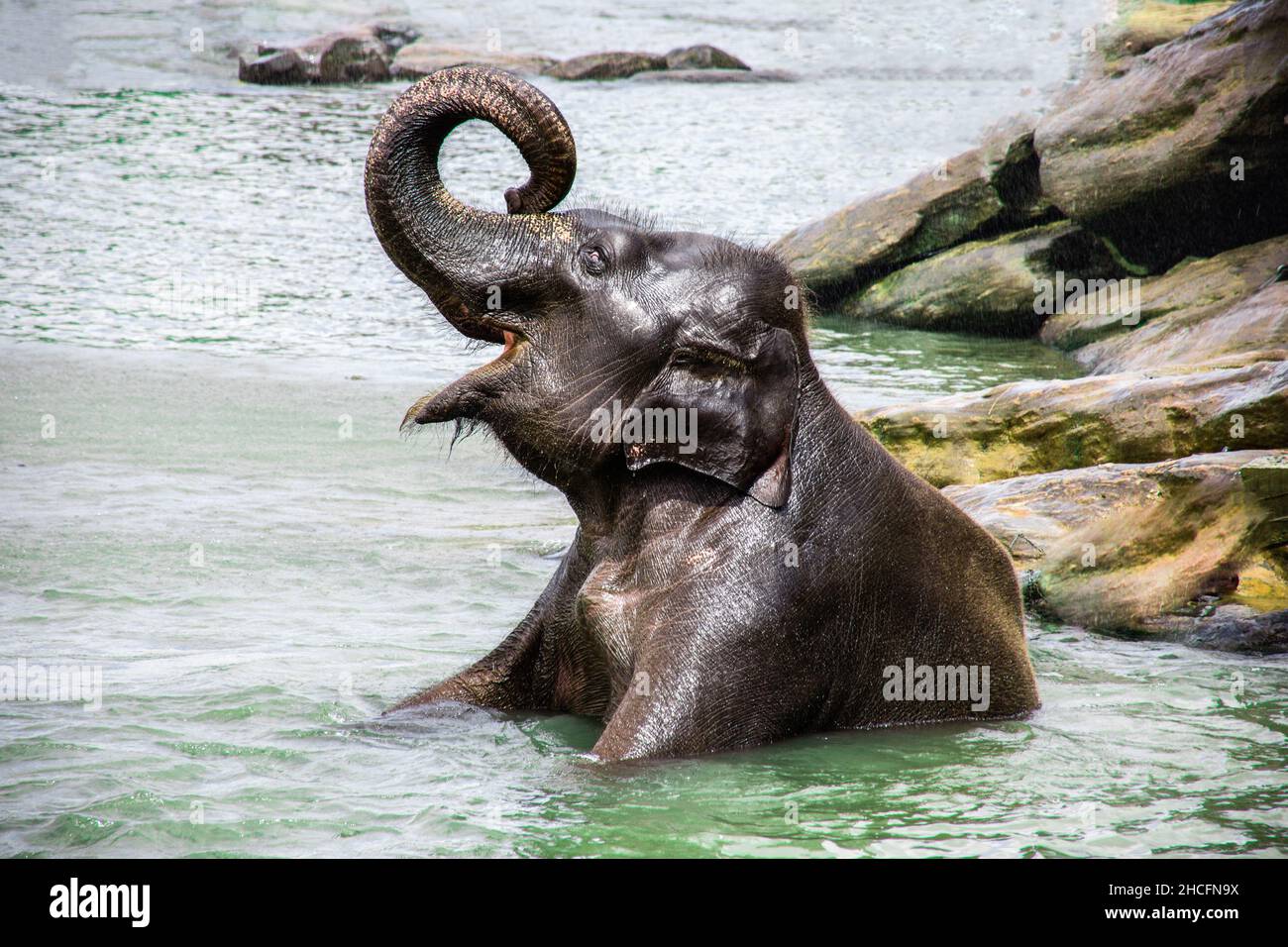 Primo piano di un elefante in uno stagno in una casa orfana di elefante, Kandy, Sri Lanka Foto Stock