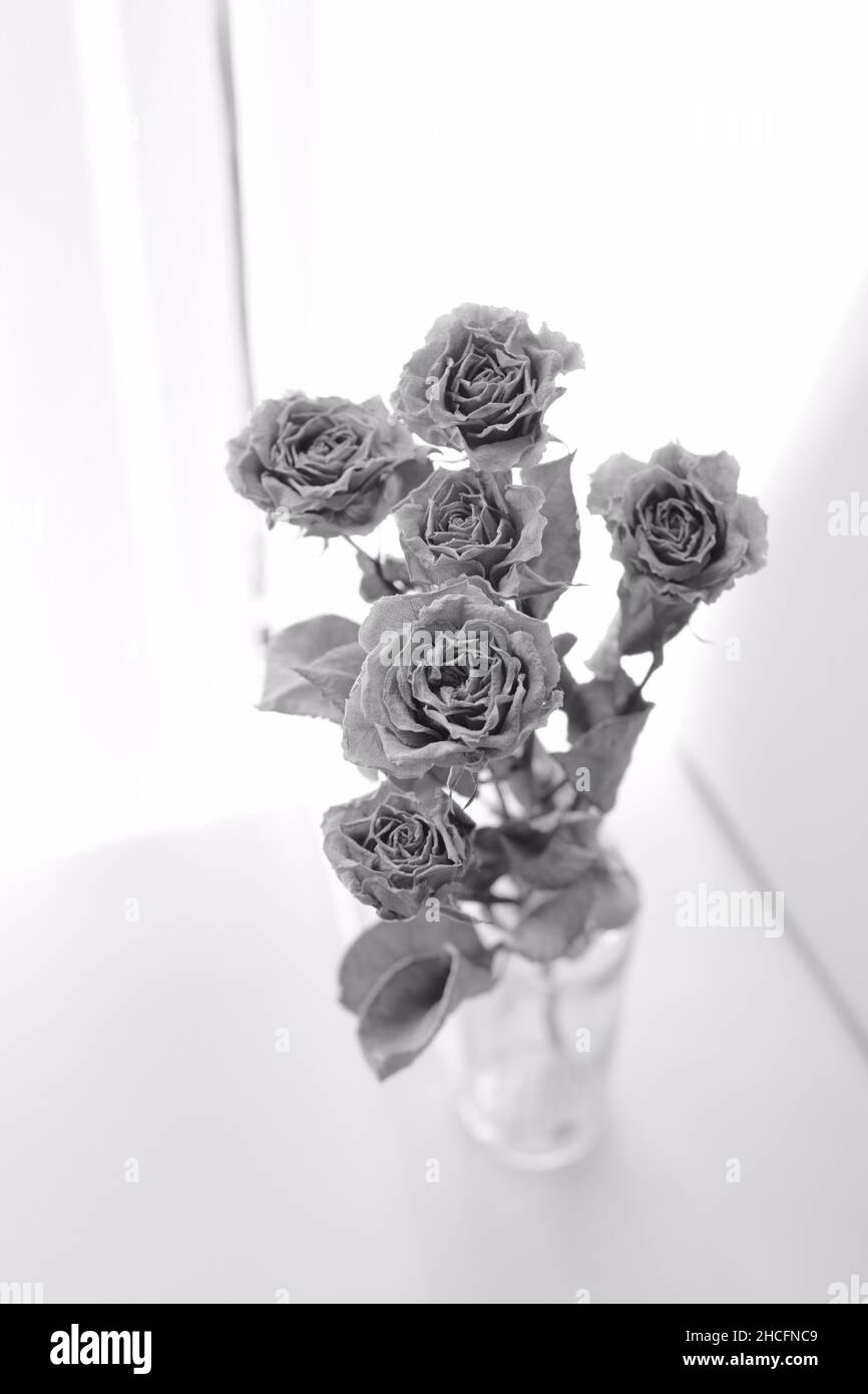 Scala di grigi di fiori decorativi estetici asciutti Foto Stock