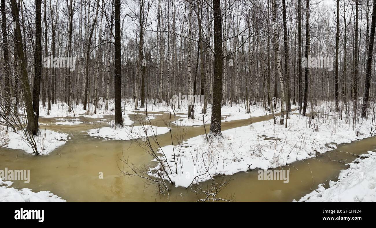 Immagine panoramica di foresta vuota coperta di neve, tronchi di betulla bianco e nero e altri alberi, nessuno nel parco, pace e tranquillità Foto Stock