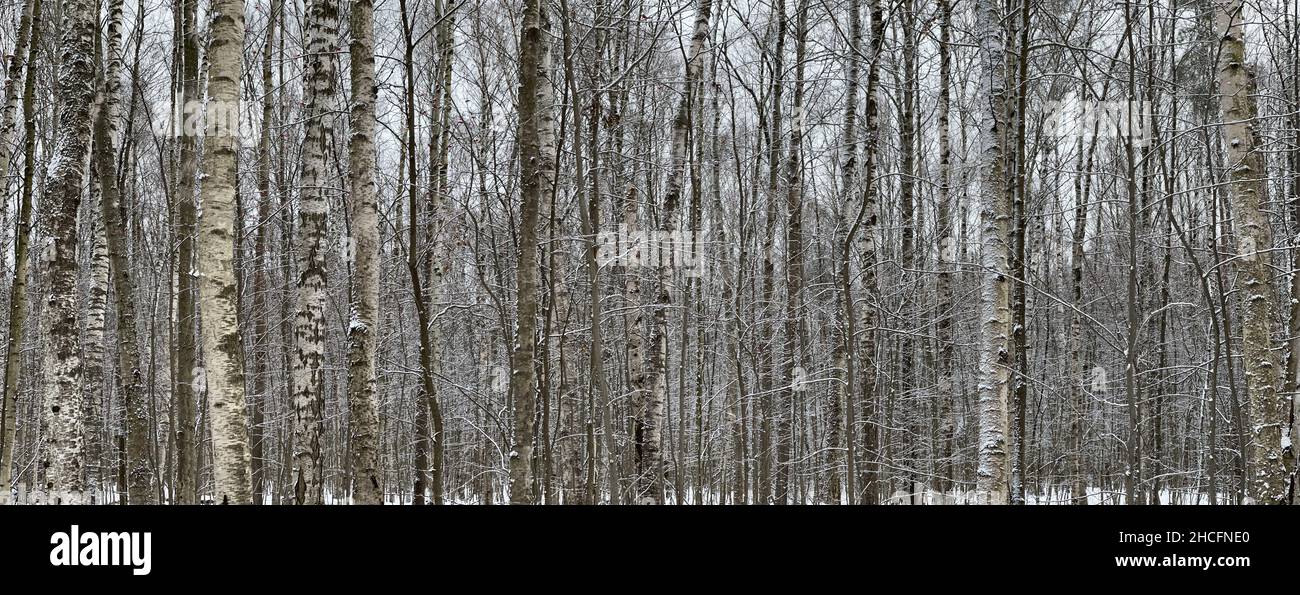 Immagine panoramica di foresta vuota coperta di neve, tronchi di betulla bianco e nero e altri alberi, nessuno nel parco, pace e tranquillità Foto Stock