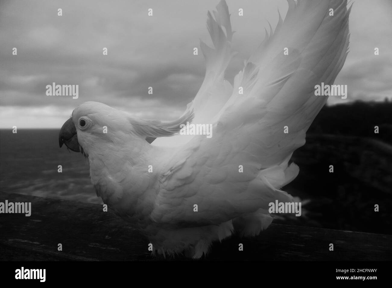 Vista in bianco e nero di un Cockatoo che sta per essere rovesciato da un vento Foto Stock