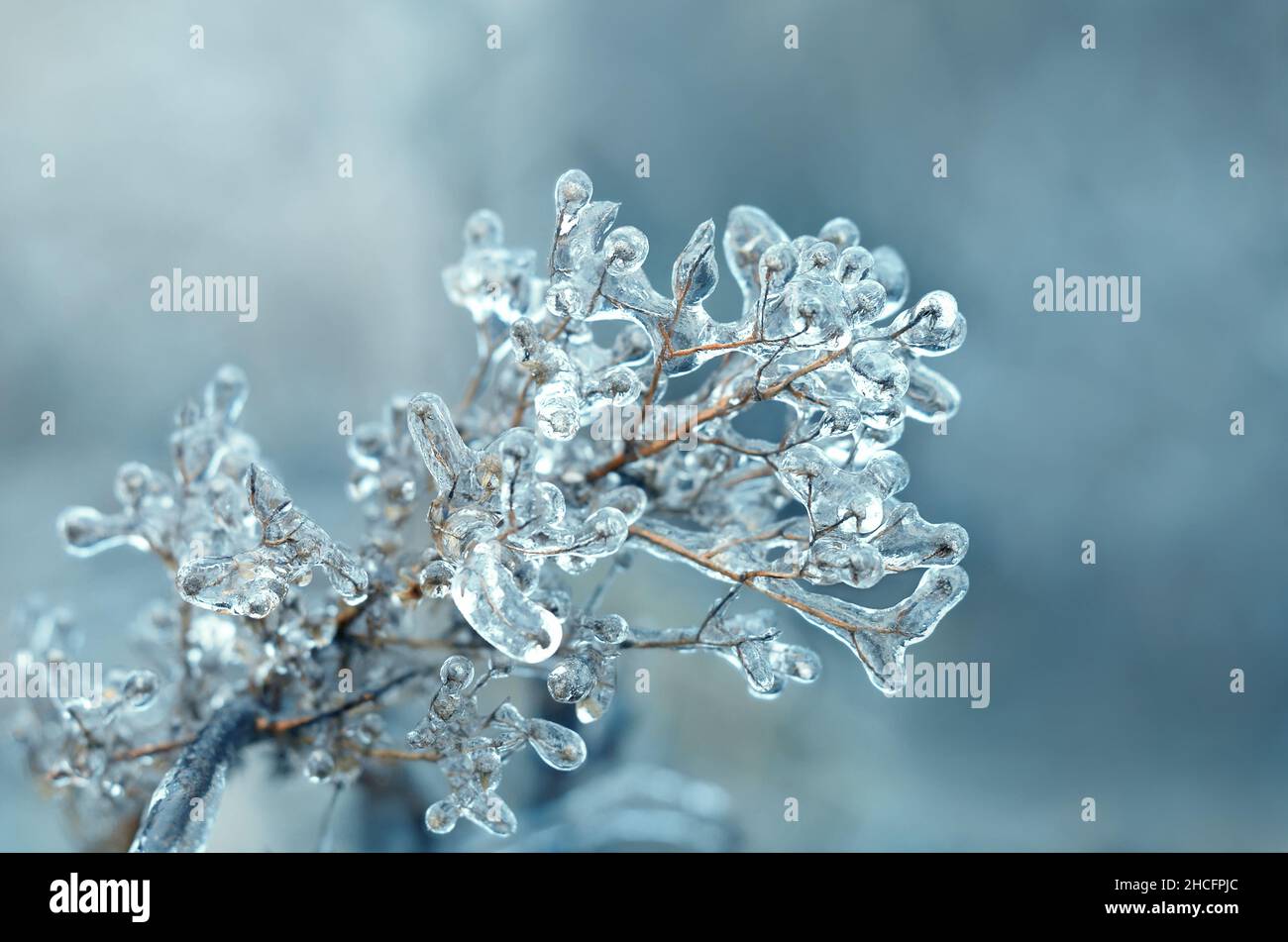 Primo piano di pianta secca ghiacciata in una mattinata d'inverno, fuoco selettivo. Effetto della glassa atmosferica. Foto Stock