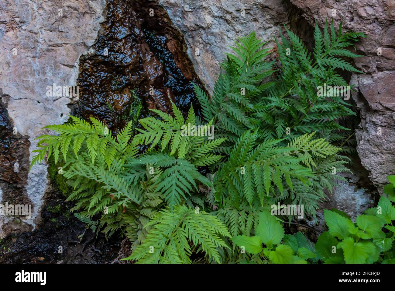 Giant Chain Fern, Woodwardia fimbriata, nella zona di Bear Gulch Cave del Pinnacles National Park, California, USA Foto Stock