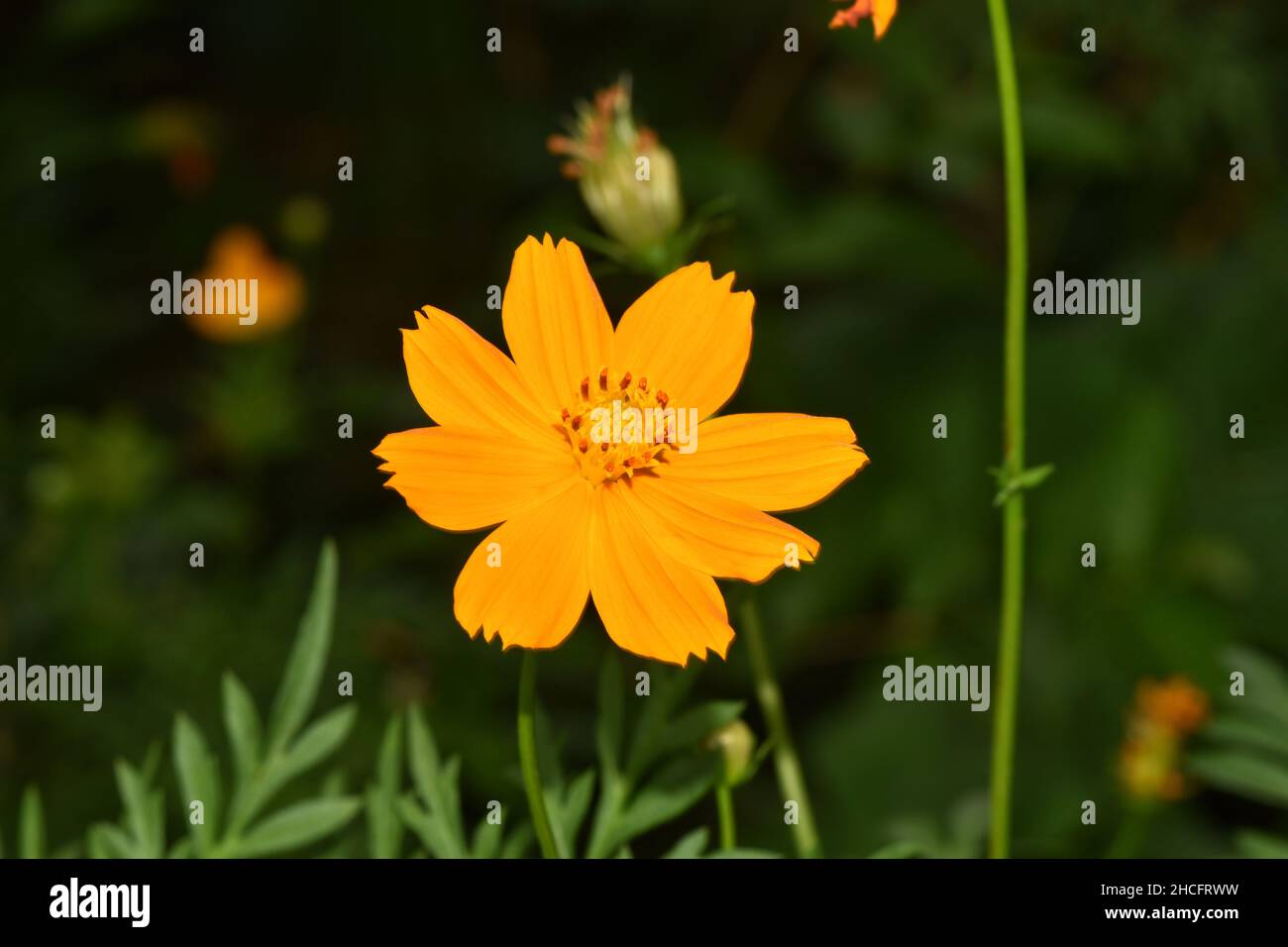 Un fiore giallo del cosmo in un giardino del cortile in Trinidad. Foto Stock