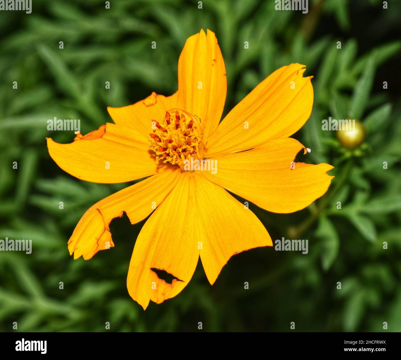 Un fiore giallo del cosmo in un giardino del cortile in Trinidad. Foto Stock