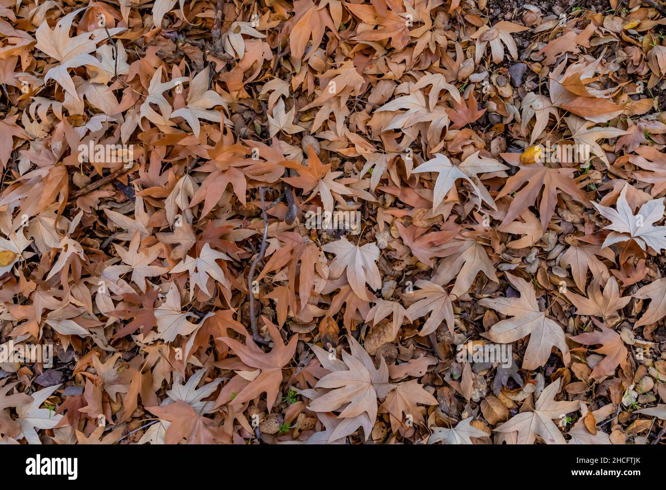 Western Sycamore, Platanus racemosa, lungo il Bear Creek Pinnacles National Park, California, USA Foto Stock