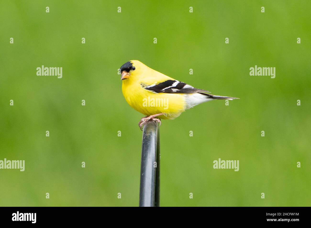 Primo piano di un goldfinch americano giallo (Spinus tristis) Foto Stock