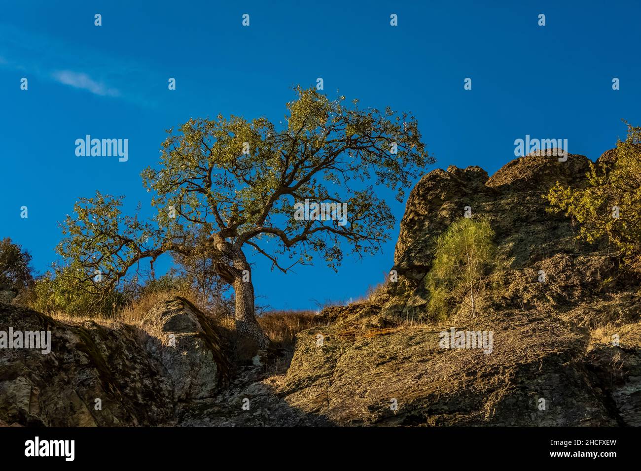 Oak Tree sopra Sycamore Trail nel Pinnacles National Park, California, USA Foto Stock