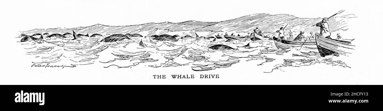 Illustrazione dei pescatori delle Shetland in un whale drive, pubblicato circa 1925 Foto Stock