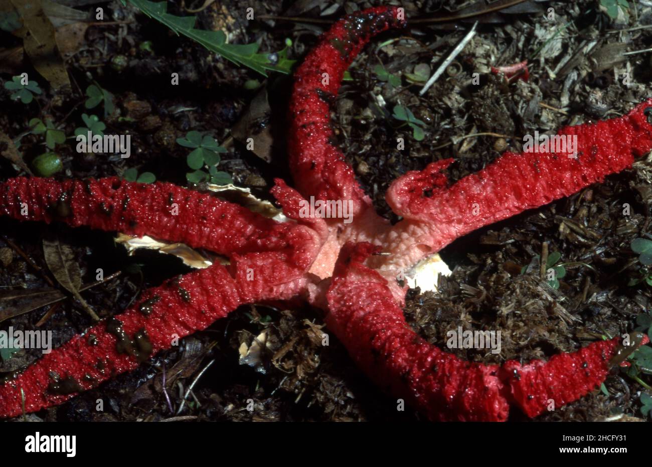 Il Clathrus archeri (Syn Lysurus archeri, Anthurus archeri, Pseudocolus archeri), comunemente noto come polpo stinkhorn o dita del diavolo, è un fungo Foto Stock