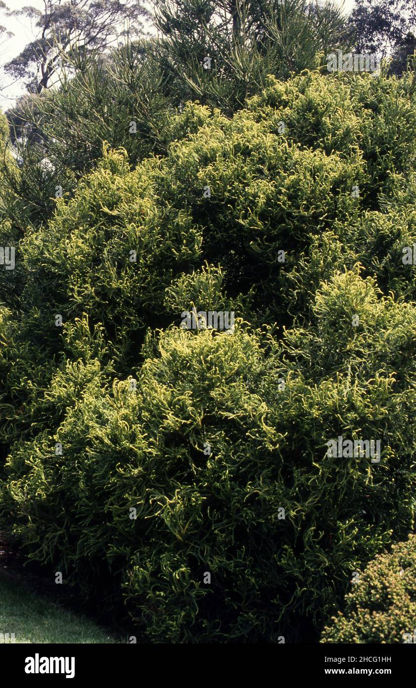 Cryptomeria japonica è un albero di conifere comunemente noto come cedro giapponese o sequoia giapponese. Foto Stock