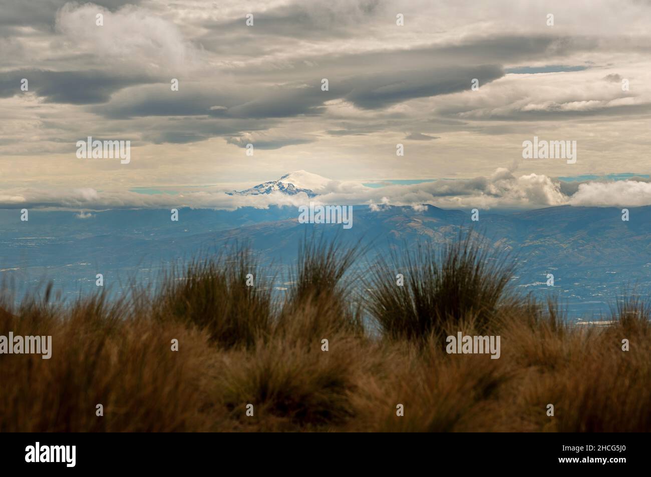 Vulcano Cayambe innevato con erba delle Ande in primo piano visto dal Vulcano Pichincha, Quito, Ecuador. Focus sul vulcano. Foto Stock
