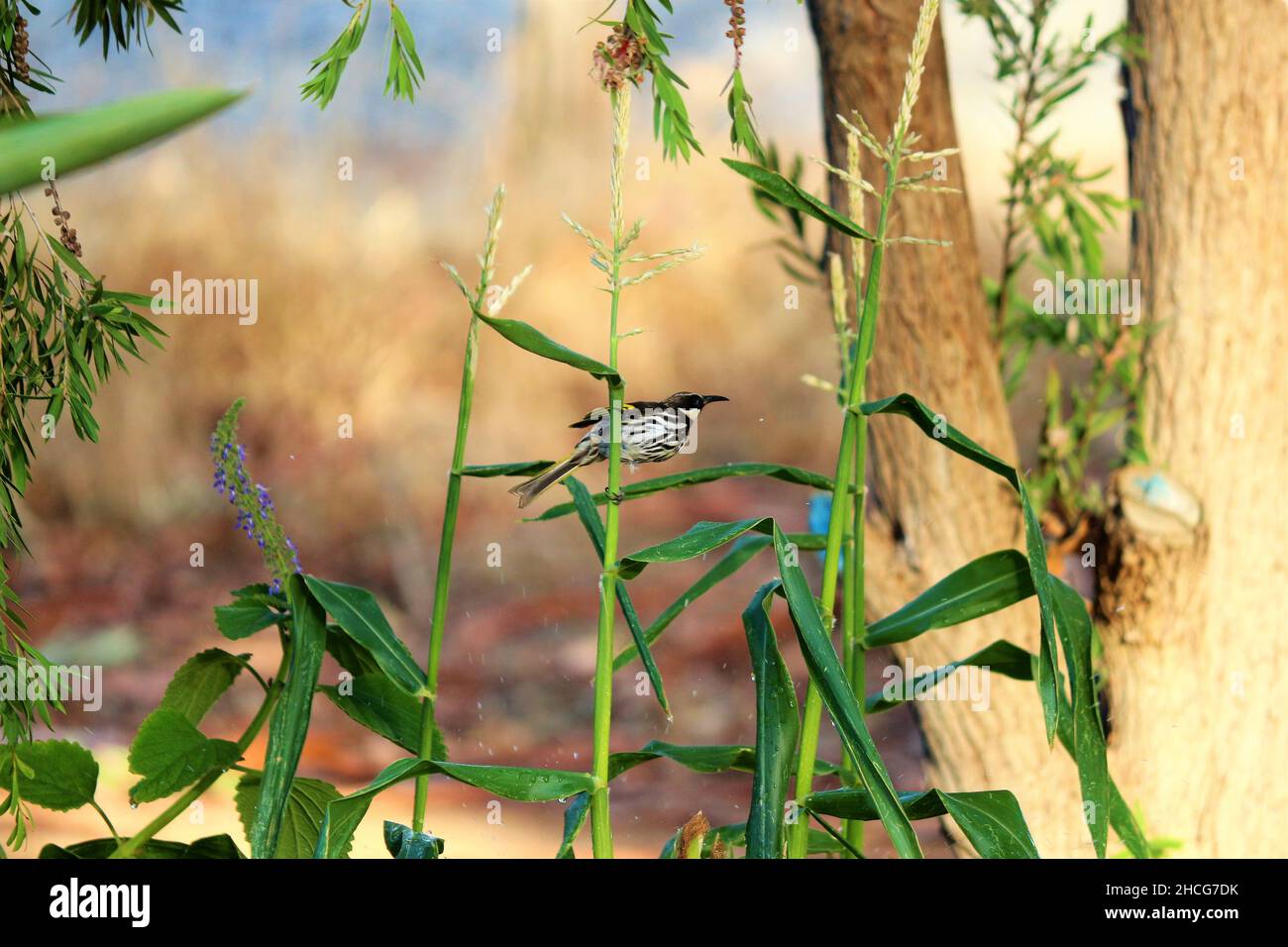 dopo una calda giornata estiva, honeyeater si raffredda. Foto Stock