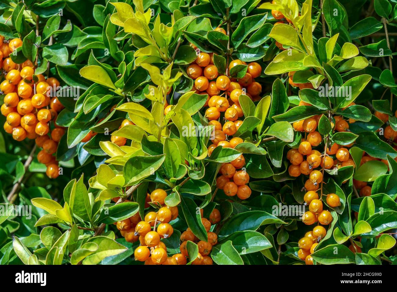 Sfondo di frutti gialli maturi di Duranta erecta e fogliame verde closeup. Messa a fuoco selettiva Foto Stock