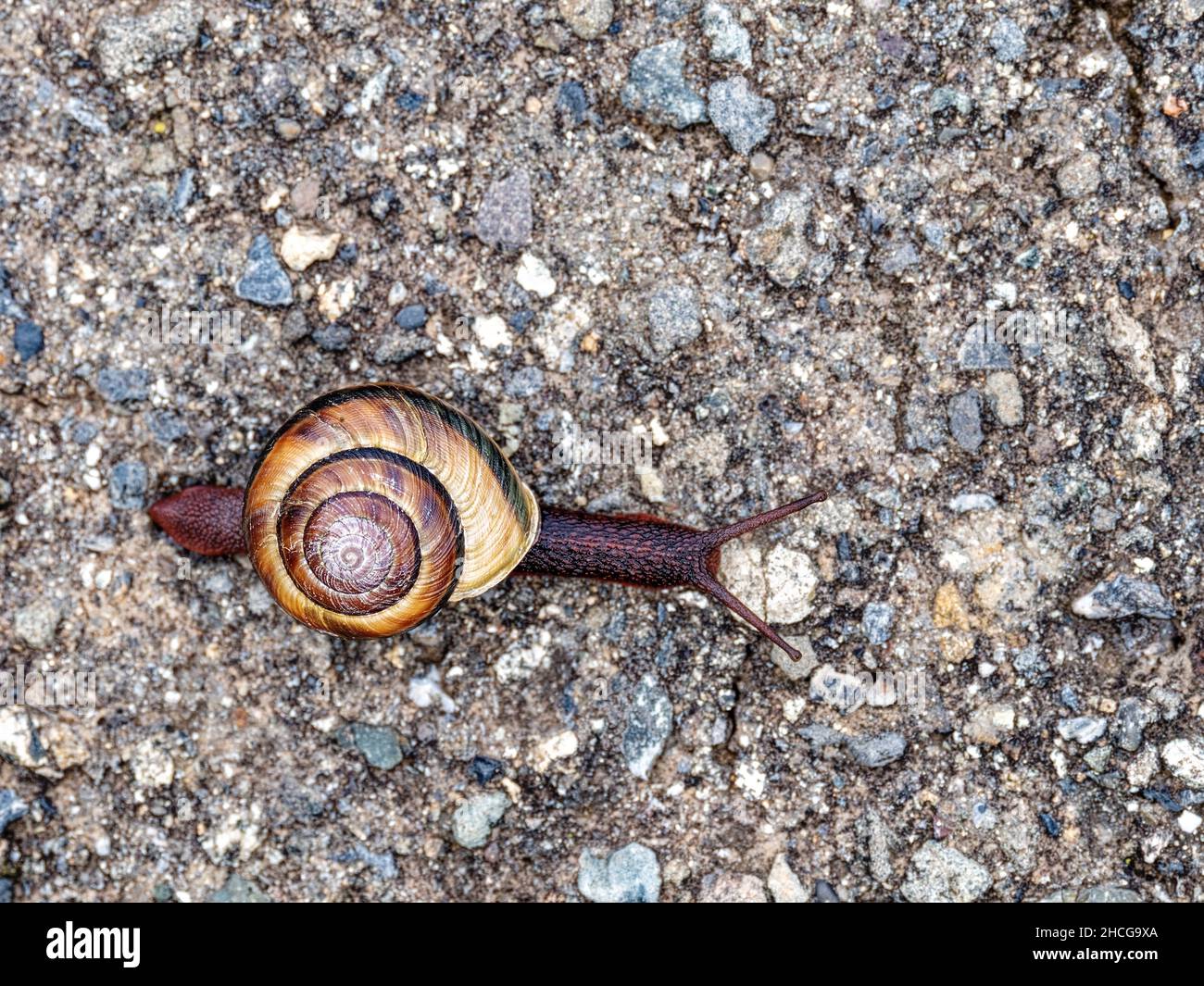 Vista ravvicinata di una lumaca che scorre su una strada Foto Stock