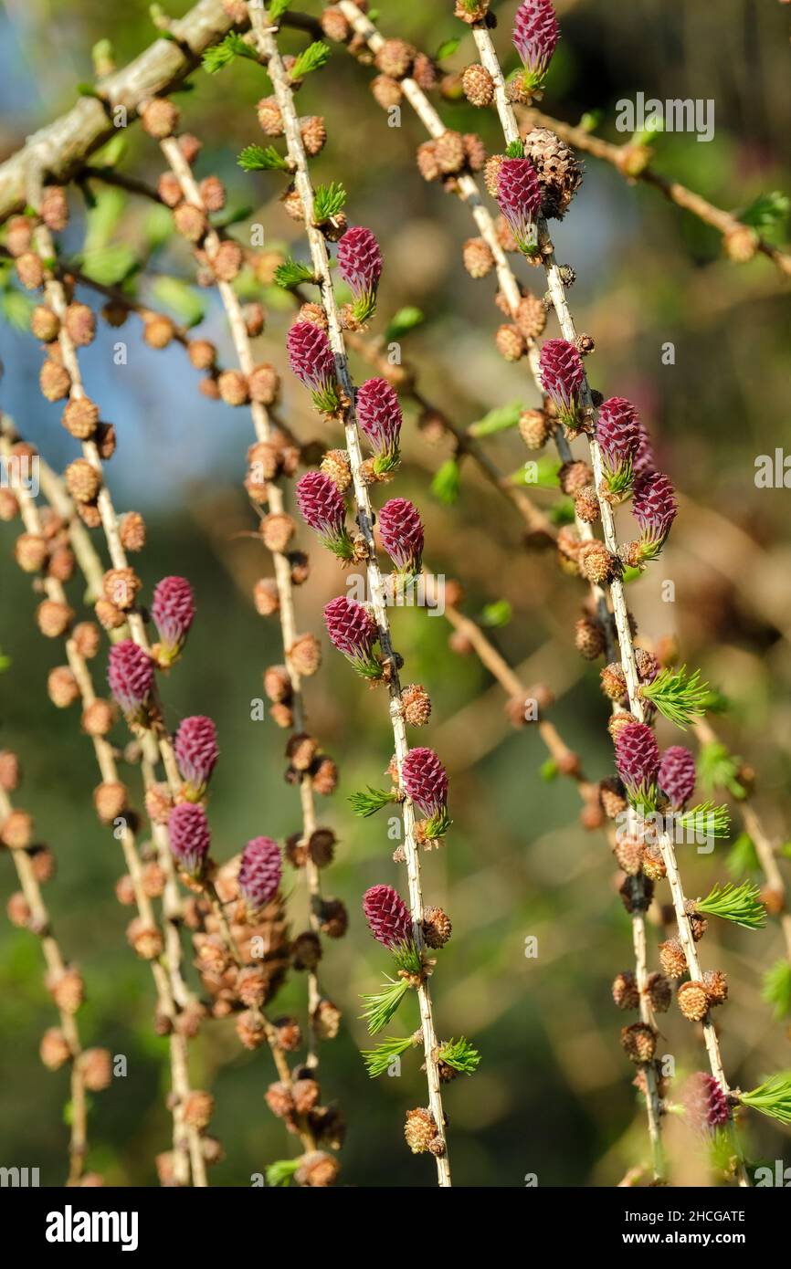 LARICE EUROPEO LARICE COMUNE, Larix decidua. Fiori femminili che diventeranno coni Foto Stock