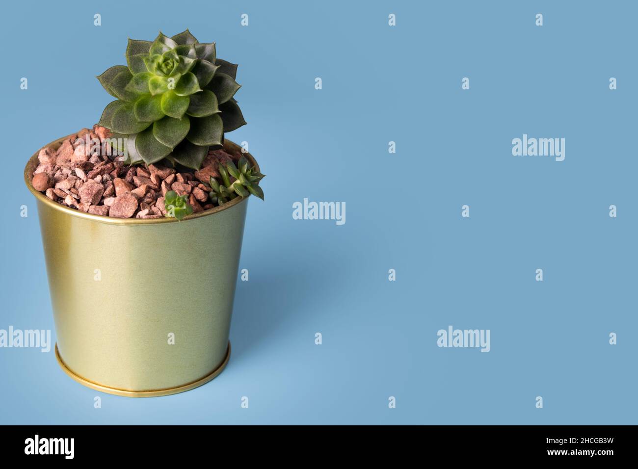 Mini succulente in vaso d'oro Foto Stock