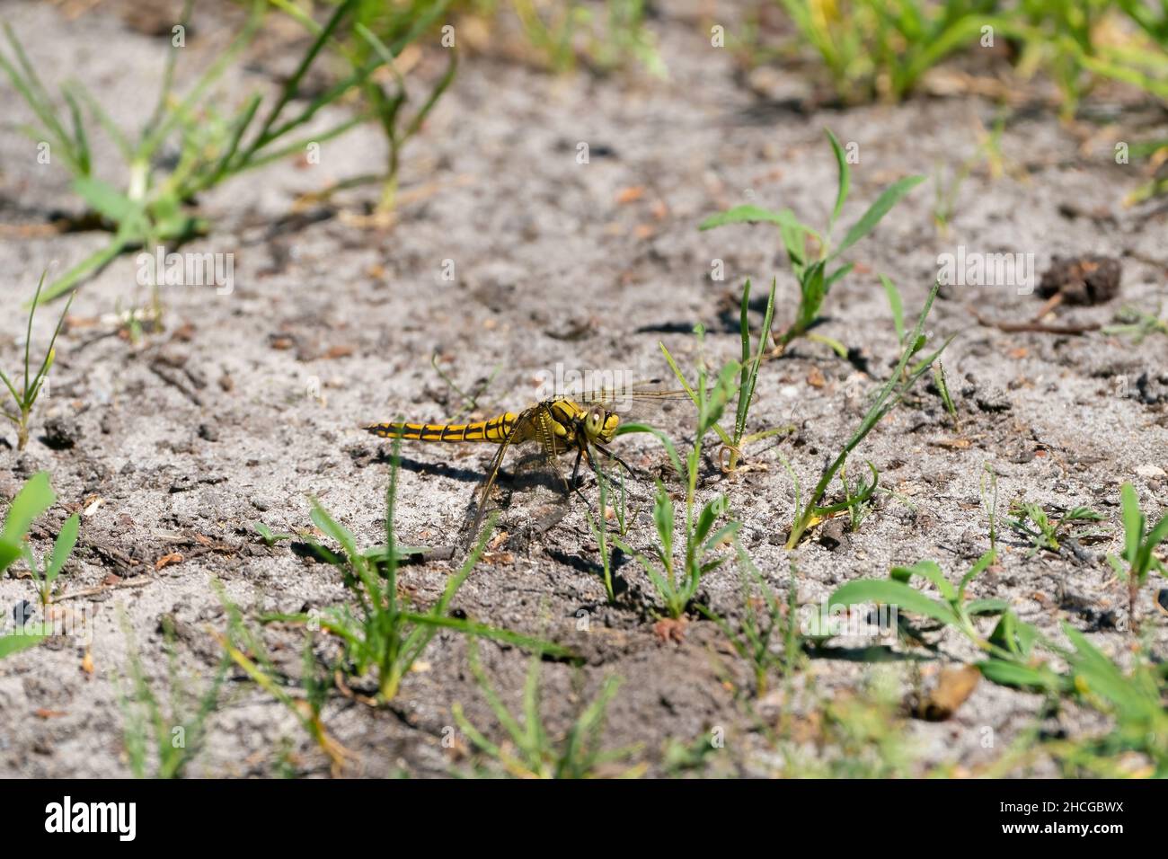 Una libellula colorata su un sentiero sabbioso. Guarda direttamente nella fotocamera, testa dettagliata. Isolato su sfondo naturale Foto Stock