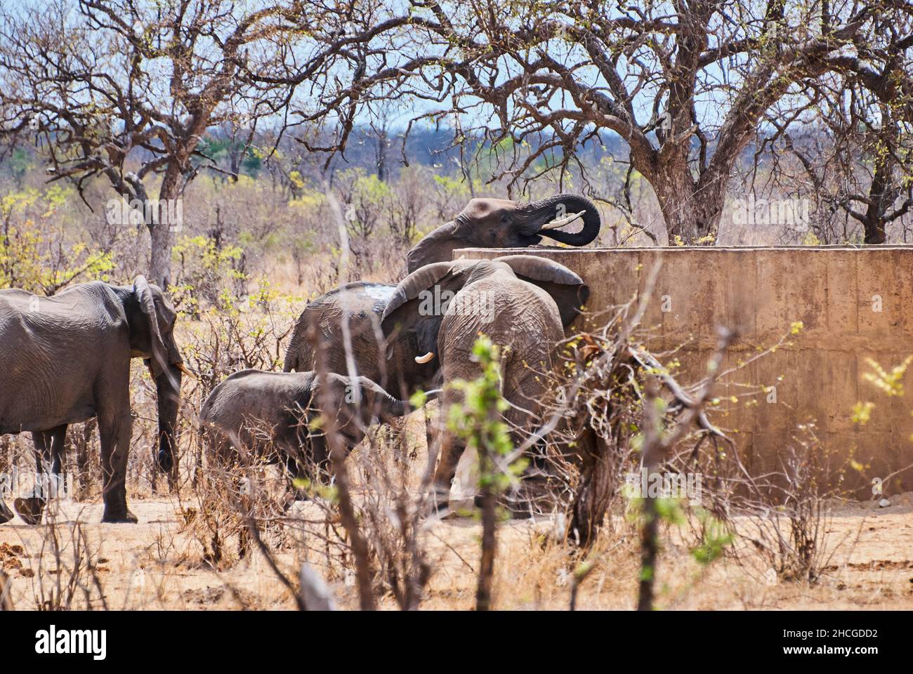 Elefante africano, Loxodonta, bevendo da un grande bacino d'acqua in cemento in una zona calda e arida dell'Africa meridionale Foto Stock