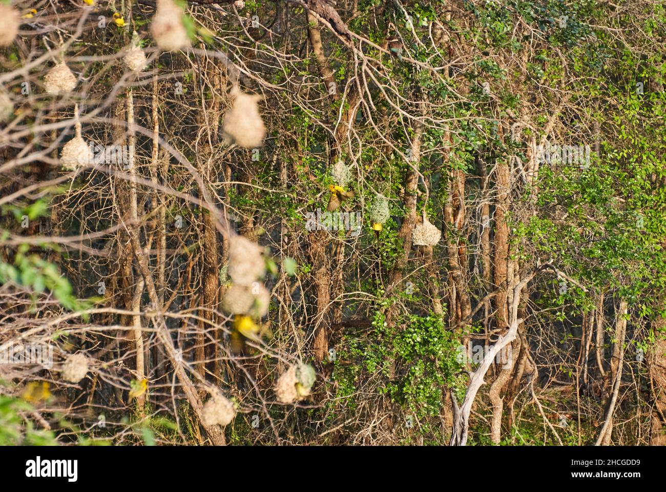 delicati nidi di uccelli tessitori appesi negli arbusti di un paesaggio africano Foto Stock