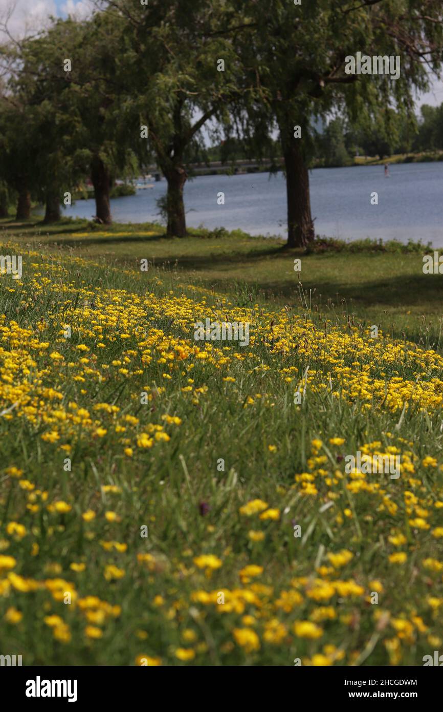 Prato con fiori gialli di dente di leone sulla riva del lago Foto Stock