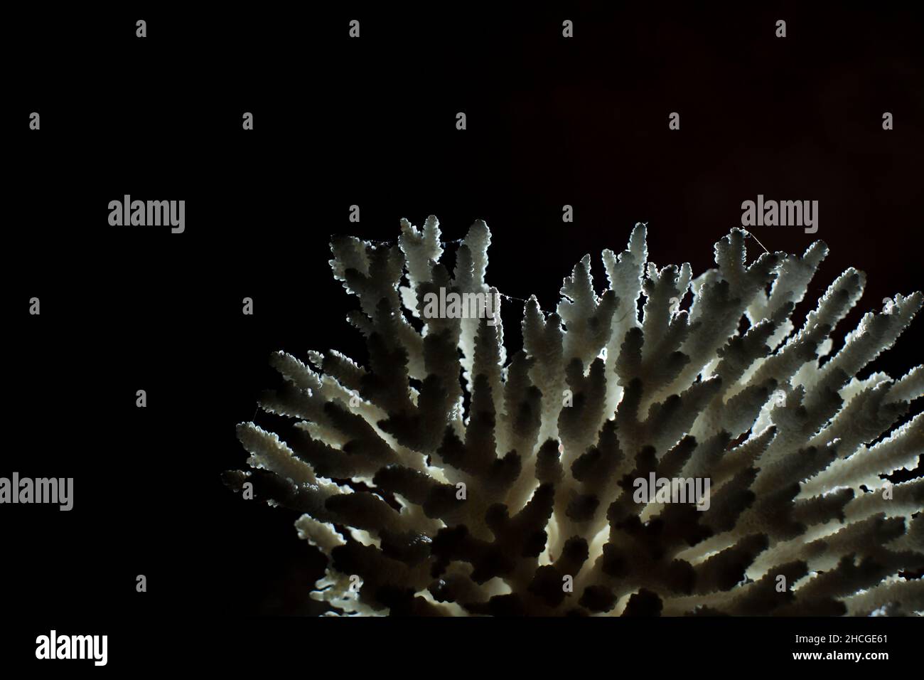 Primo piano di un materiale di corallo bianco isolato su sfondo nero Foto Stock