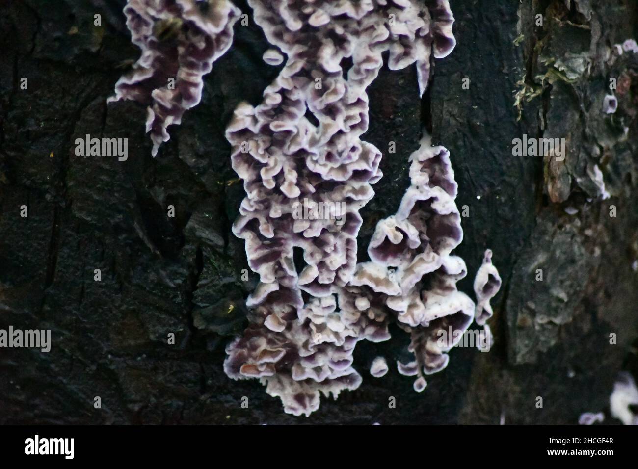 Tricaptum biforme, Poliporo a denti violetti, fungo sul tronco di un vecchio melo morto Foto Stock