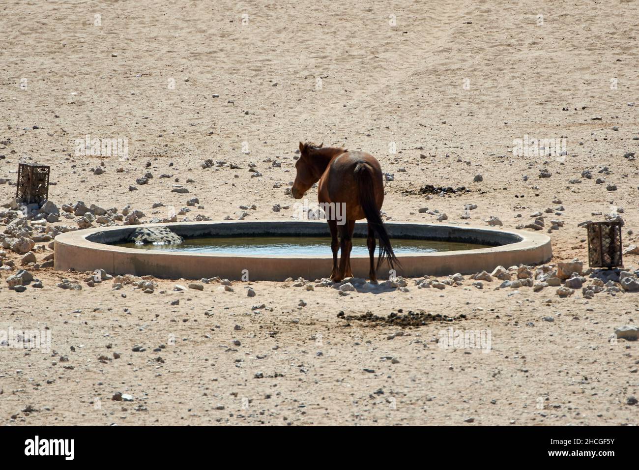 Namib deserto cavallo ferale al waterhole vicino Aus, Namibia, Africa. Foto Stock