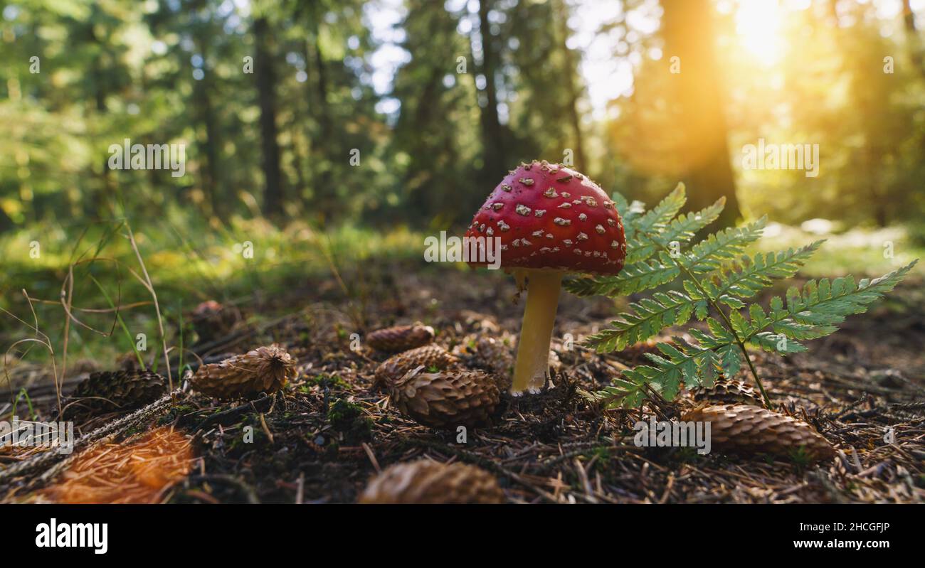 Volare Agaric nella foresta con la luce del sole, con copyspace per il tuo testo individuale. Foto Stock
