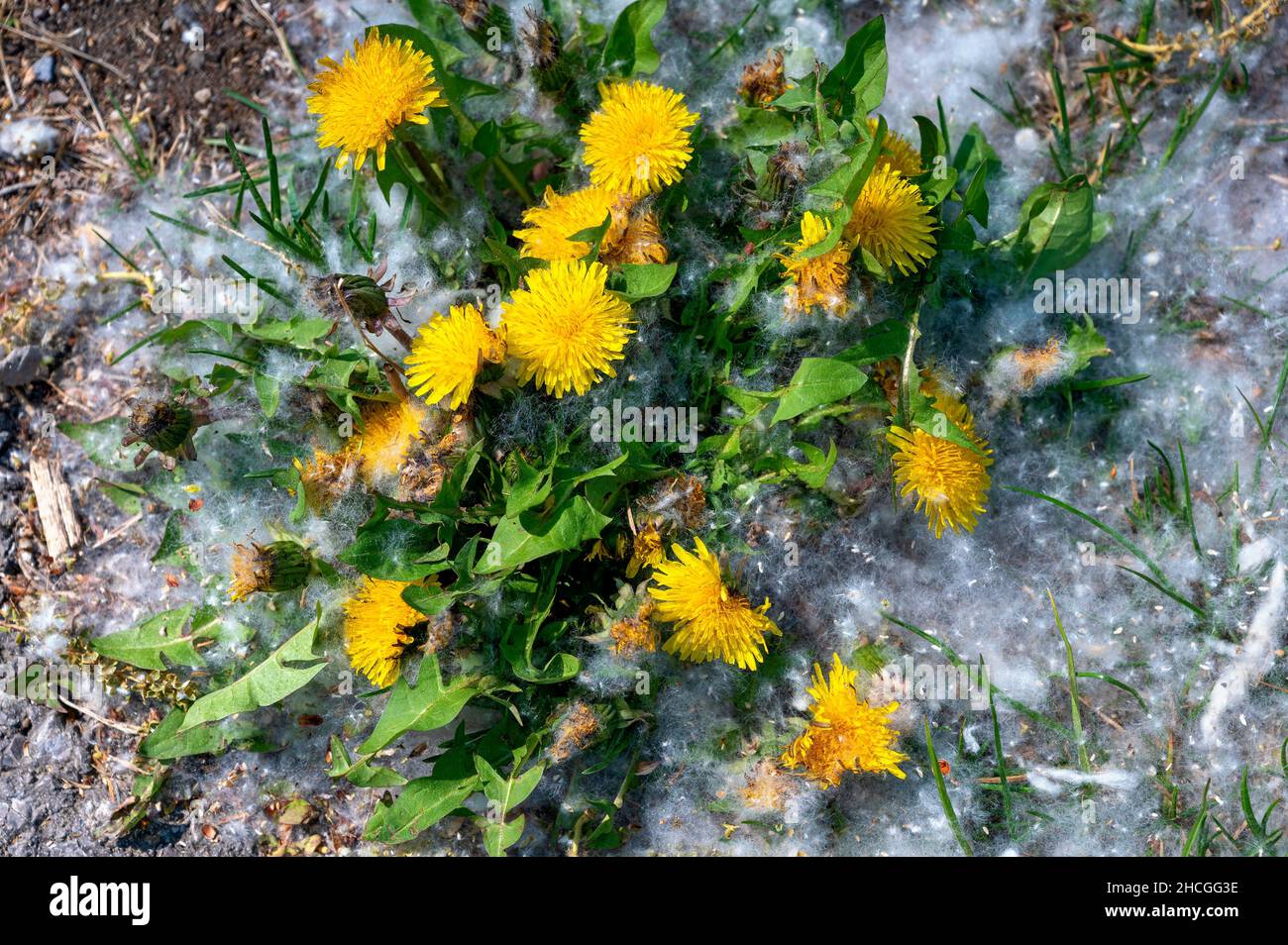pianta di dente di leone con fiore giallo che cresce su un terreno coperto da semi di pioppo bianco Foto Stock