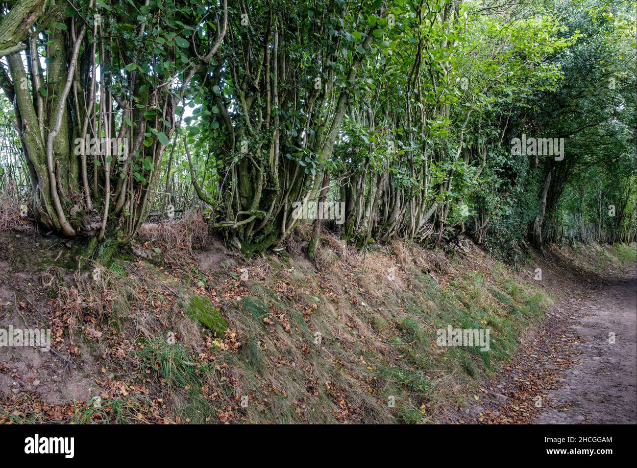 Hedgerow di nocciola coppiced, colline di Shropshire, vicino a Church Stretton Foto Stock