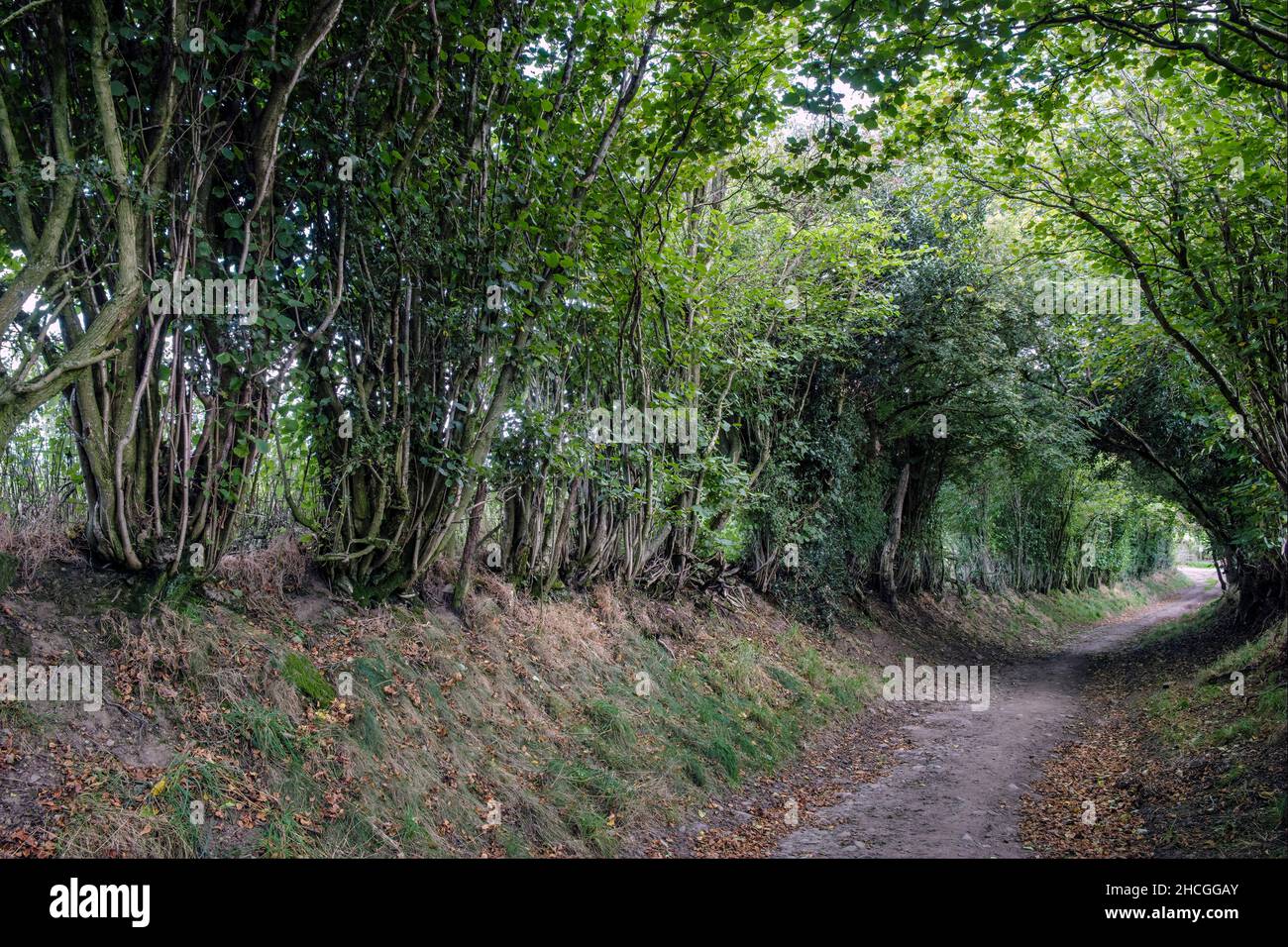 Hedgerow di nocciola coppiced, colline di Shropshire, vicino a Church Stretton Foto Stock
