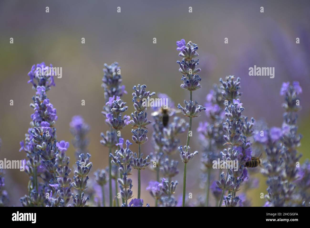 Bella vista di un campo di lavanda e api su di loro Foto Stock
