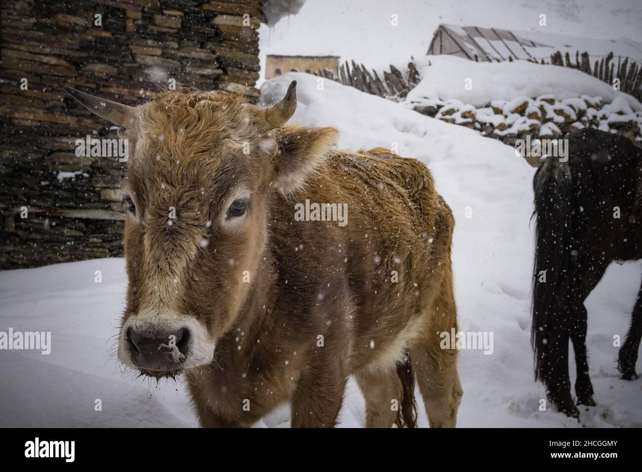 Primo piano di un toro marrone su una collina innevata Foto Stock