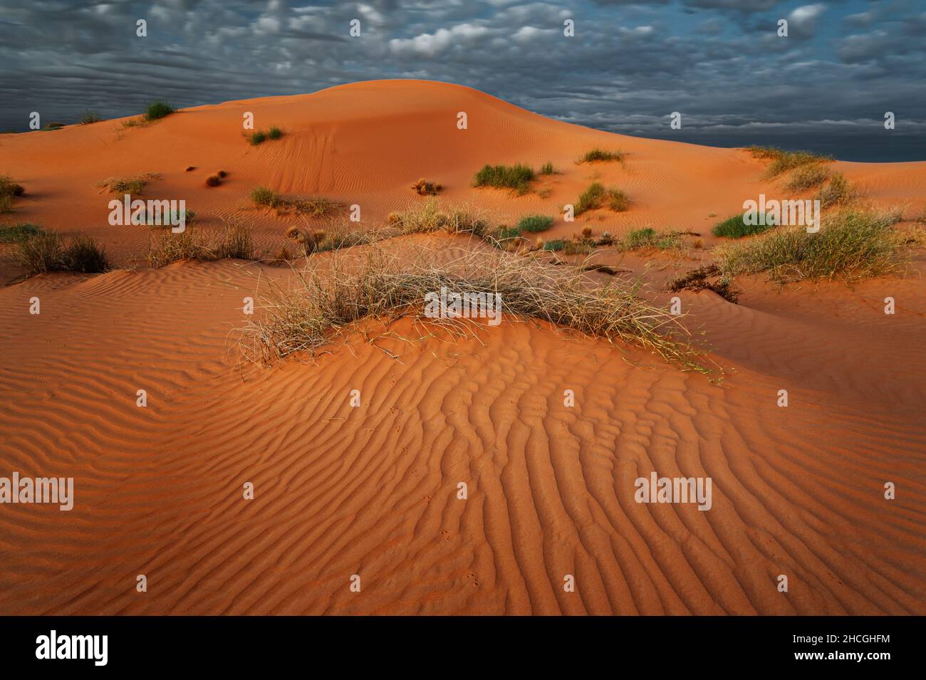 Dune rosse del deserto di Simpson nell'Outback del Queensland. Foto Stock