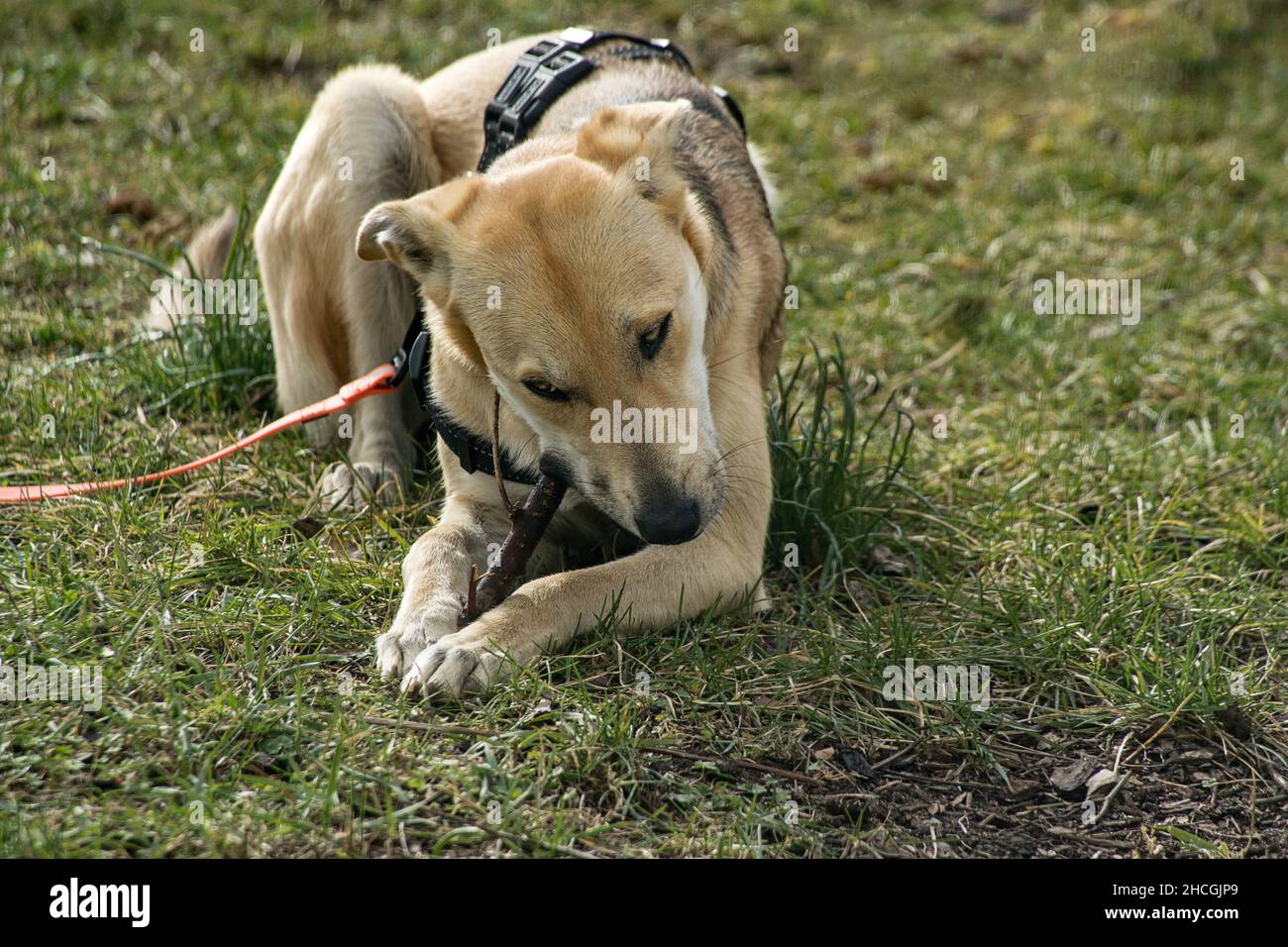 Galgomix mit Hockstück - AST - als Spielzeug Foto Stock