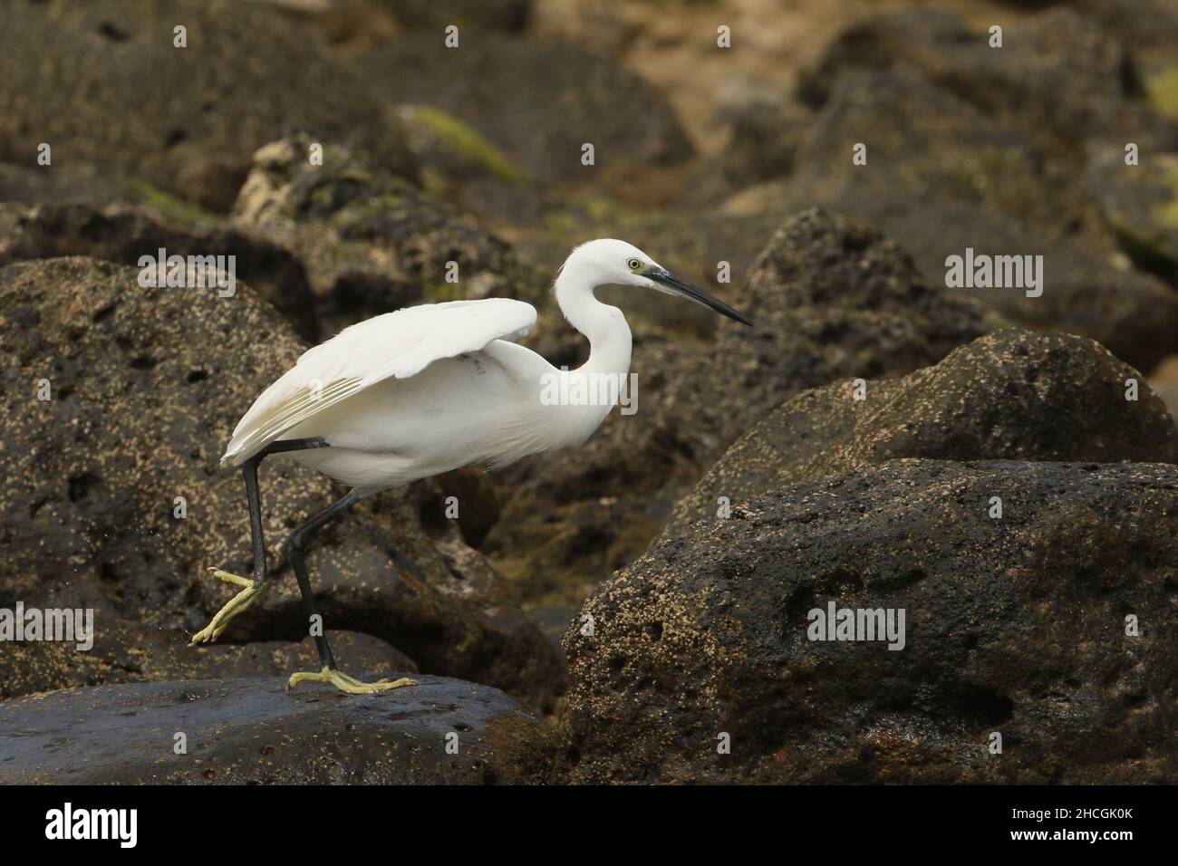 Piccola egretta che si alimenta tra la costa vulcanica rocciosa di Lanzarote. Foto Stock