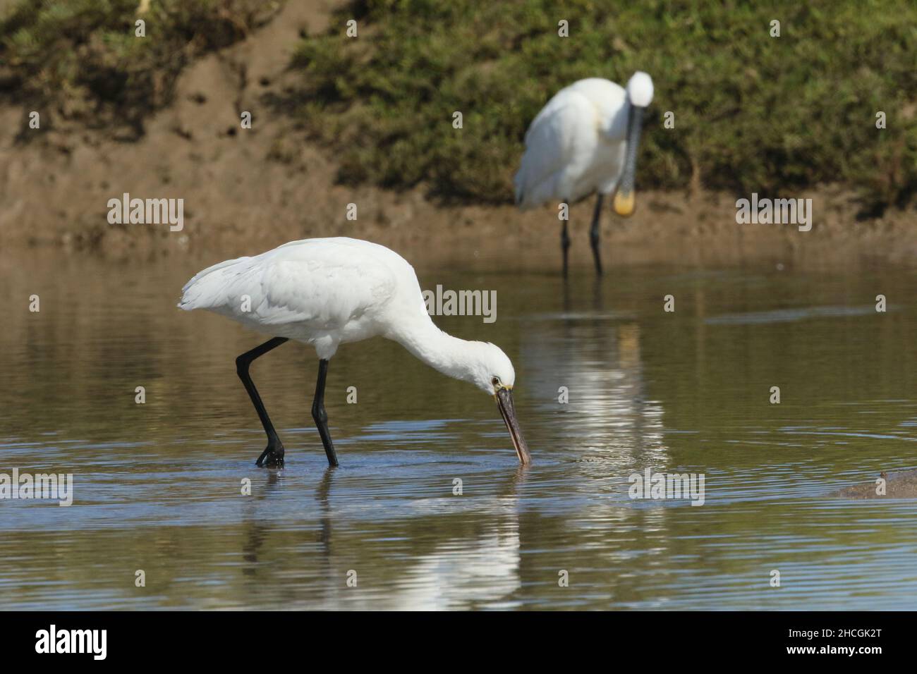 Queste immagini sono state scattate di un piccolo gruppo di spatole adulte in una laguna costiera a Lanzarote. Il cerotto giallo della gola che indica gli adulti. Foto Stock