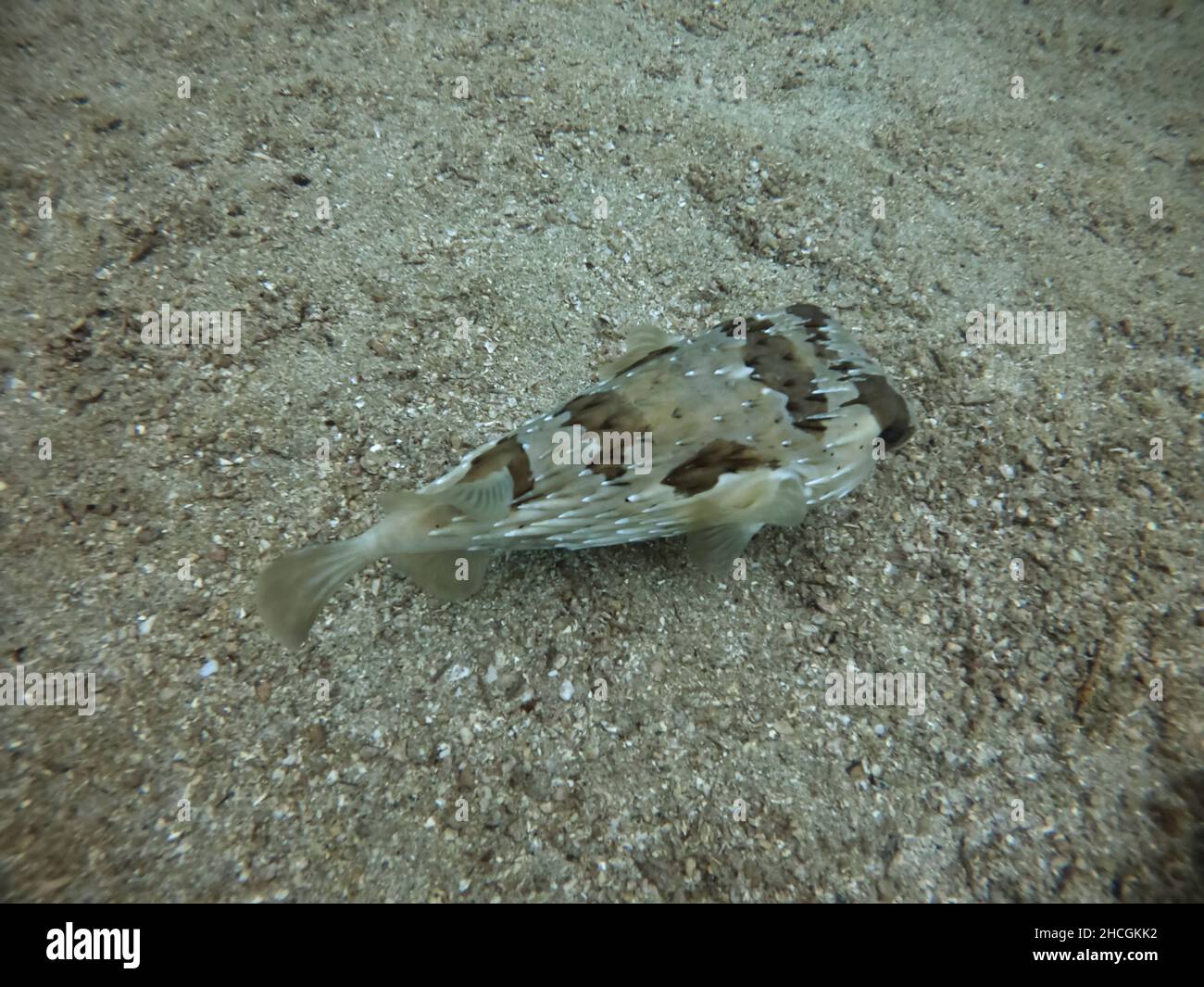 pesce soffiato su fondo di sabbia Foto Stock
