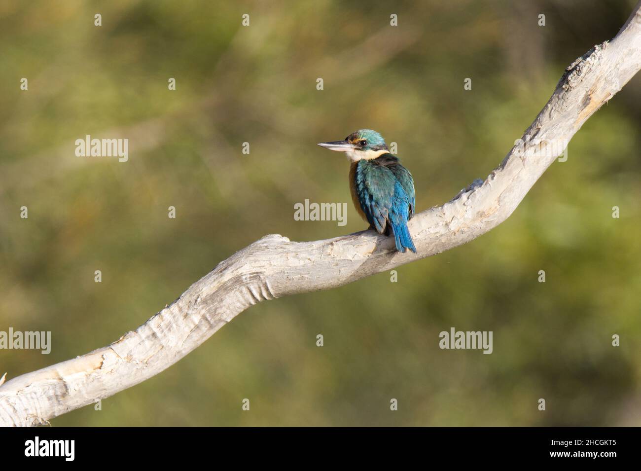 Forest Kingfisher seduto su un ramo di eucalipto alla luce del mattino, Queensland, Australia. Foto Stock