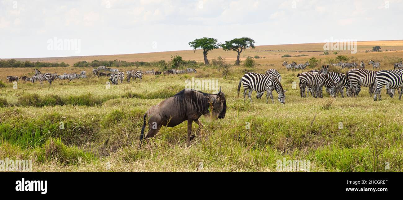 Paesaggio africano con gnus, Connochaetes taurinus e zebre, Equus quagga, nel Maasai Mara Foto Stock