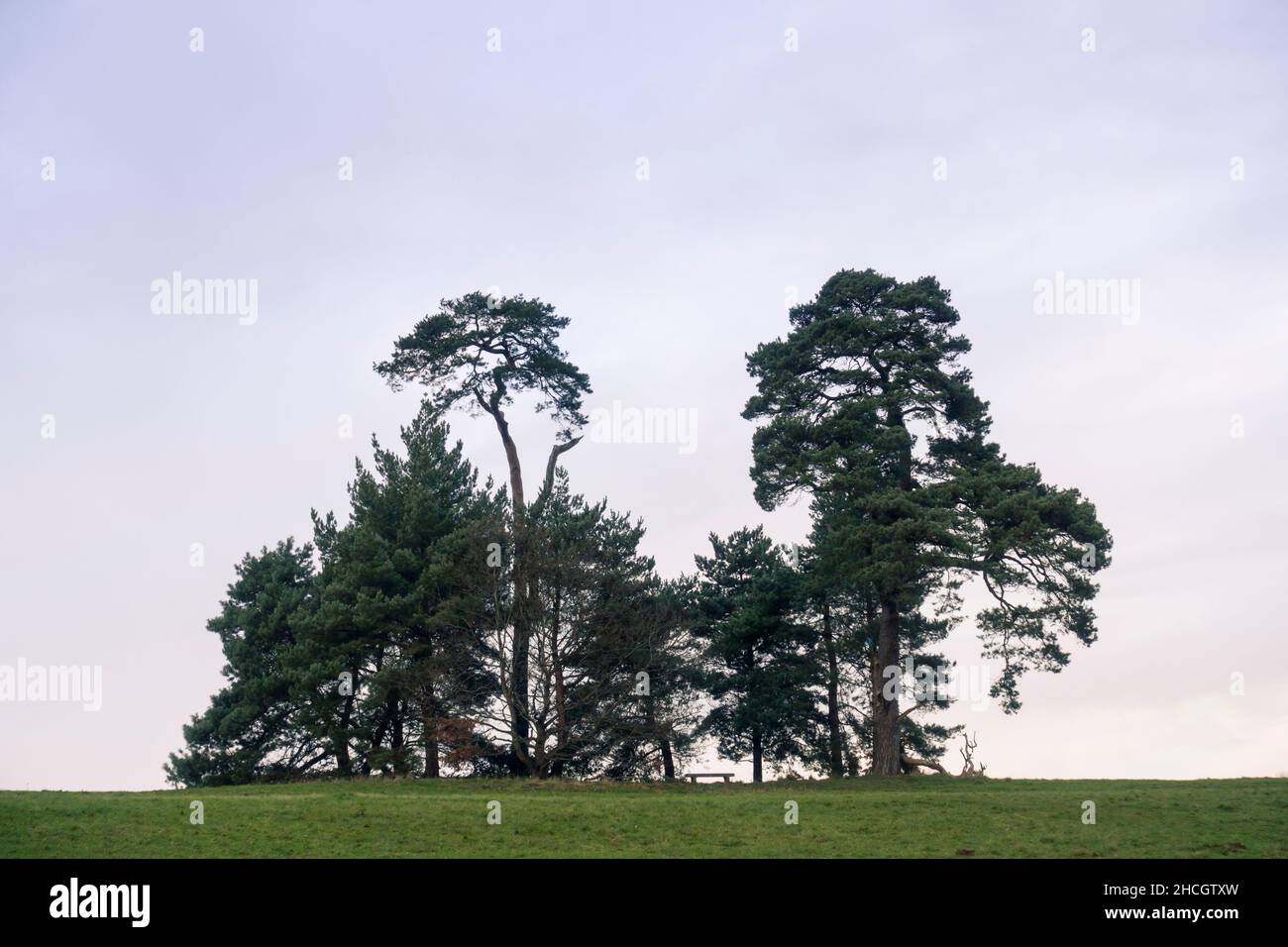 Uno stand di Pino scozzese maturo / Pinus Sylvestris con panchina ad Ashton Court, Bristol, Regno Unito, in una serata invernale. Foto Stock