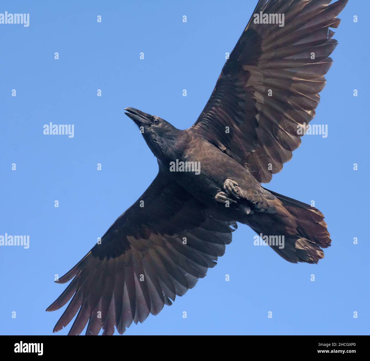 Colpo quadrato stretto di Raven comune adulto (corvus Corax) che si alza nel cielo blu con le ali allungate e la coda Foto Stock
