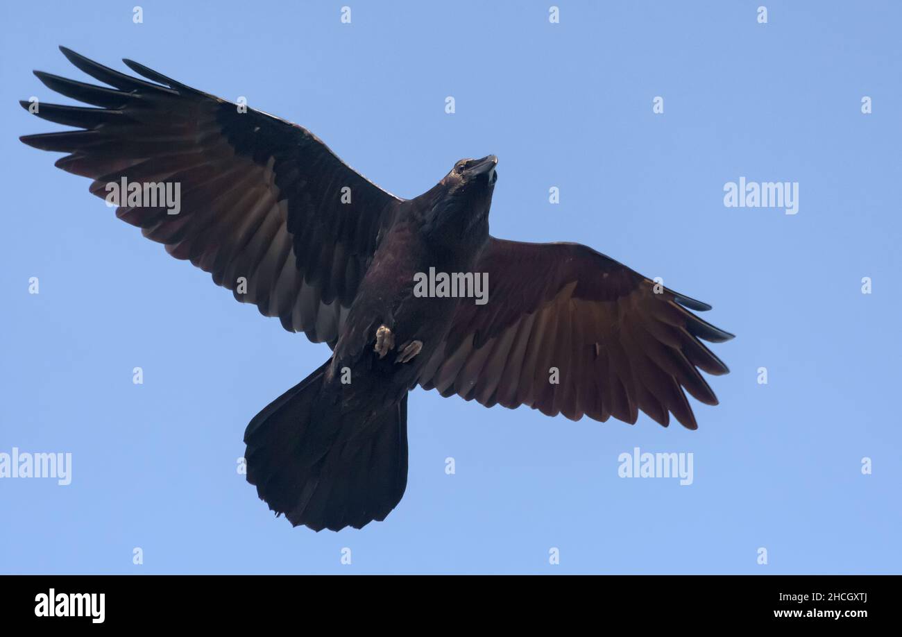 Il corvus Corax (corvus Corax) per adulti si aggira nel cielo blu con le ali allungate e la coda Foto Stock