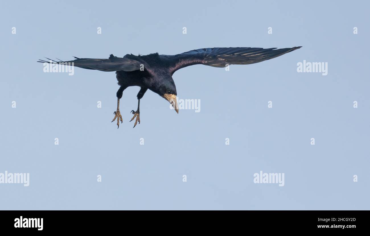 Cuoco lucido (corvus frugilegus) in volo di volo in volo in cielo blu con ali e gambe stendite adroop Foto Stock