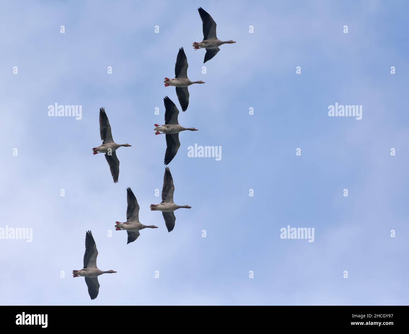 Gruppo di oche Greylag (anser anser) in volo alto nel cielo blu in autunno Foto Stock