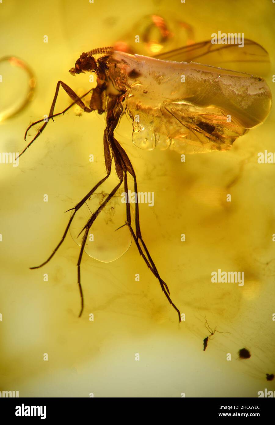 Fly preistorica in ambra baltica Foto Stock