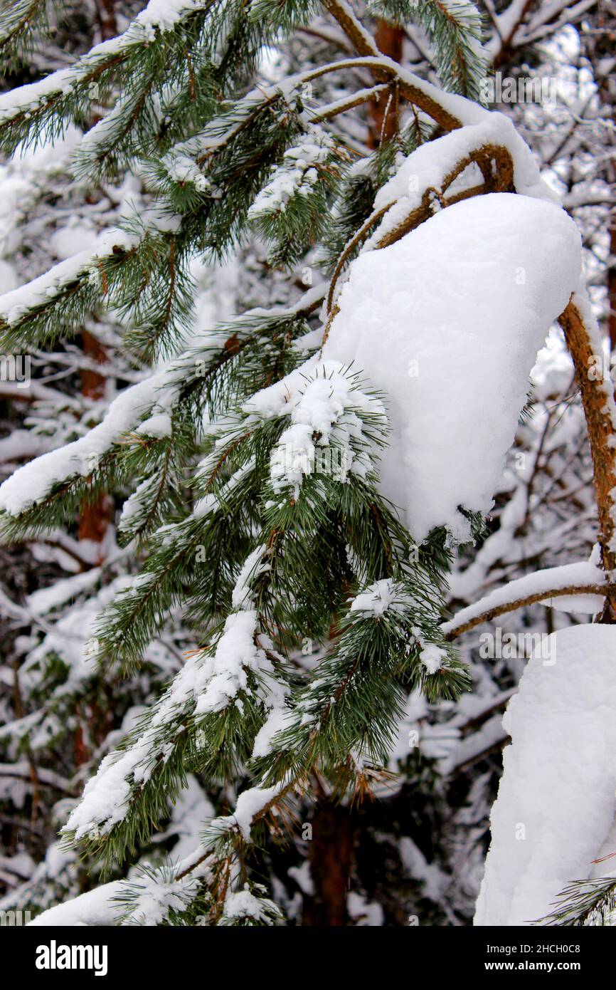 Inverno in una foresta di abete rosso, spruces coperto di neve bianca e soffice. Messa a fuoco selettiva. Foto Stock