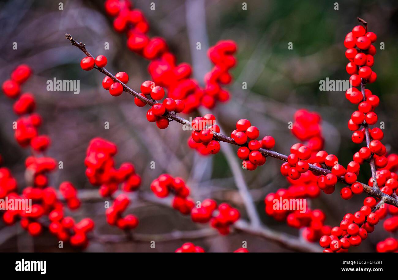 Un'abbondanza di bacche d'inverno rosse brillanti Foto Stock